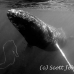 whale_humpback_h_00220_dom3621.jpg
